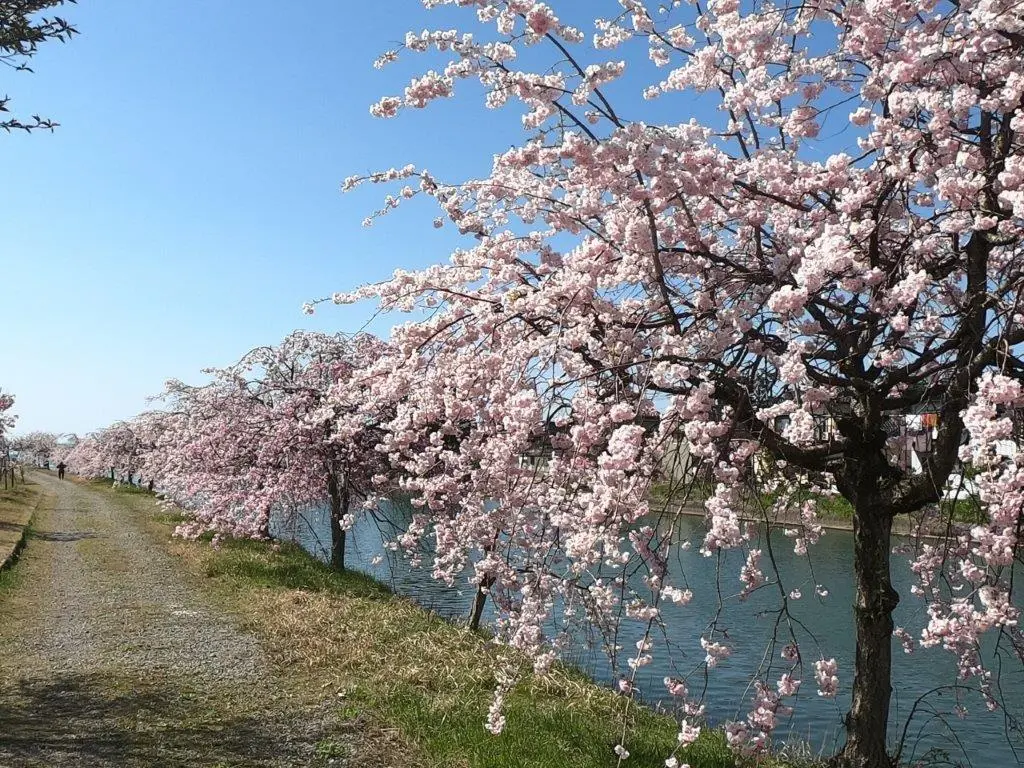【黑部市】黑瀨川的櫻花堤防