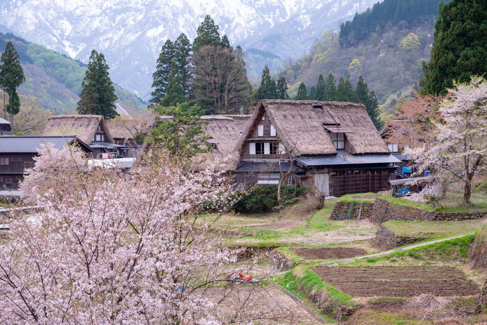 春：雪解けと山菜の季節、新緑に映える茅葺き屋根
