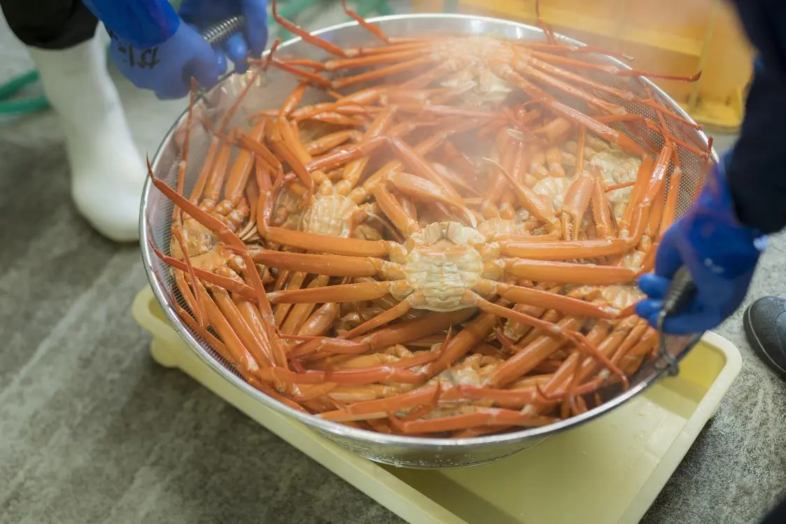 新湊かに小屋