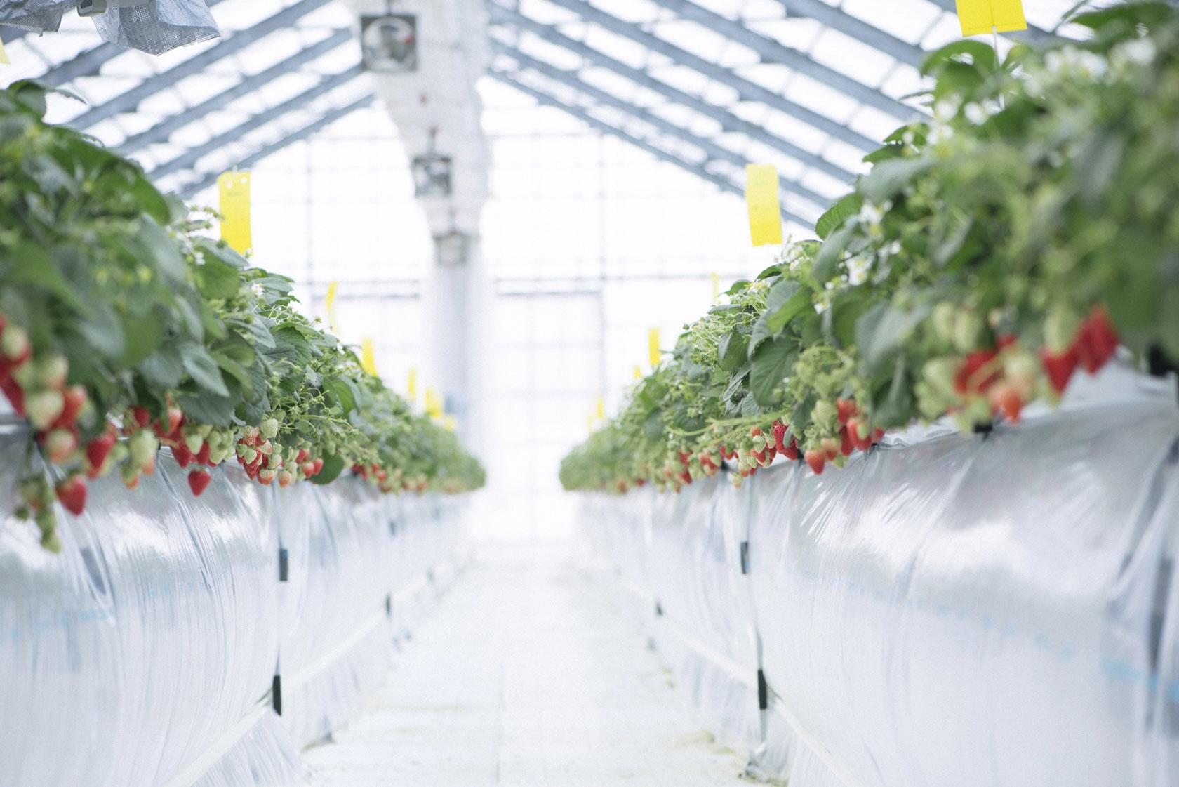 【砺波市】私と苺（ガイアとなみ）