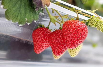 【南砺市】遊花園