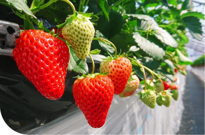 【富山市】西塩野観光農園