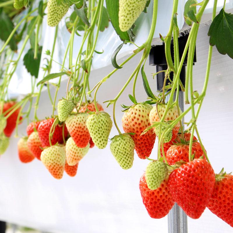 【富山市】営農ワイエムアイ