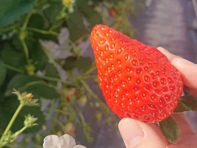 【立山町】（農）たてやま営農組合