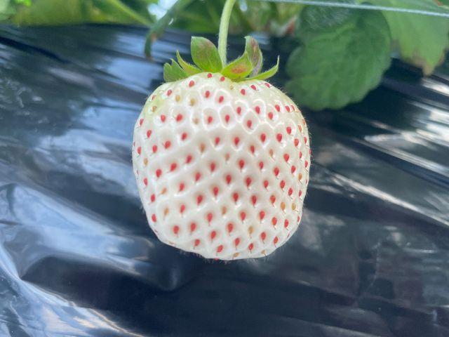 パールホワイト