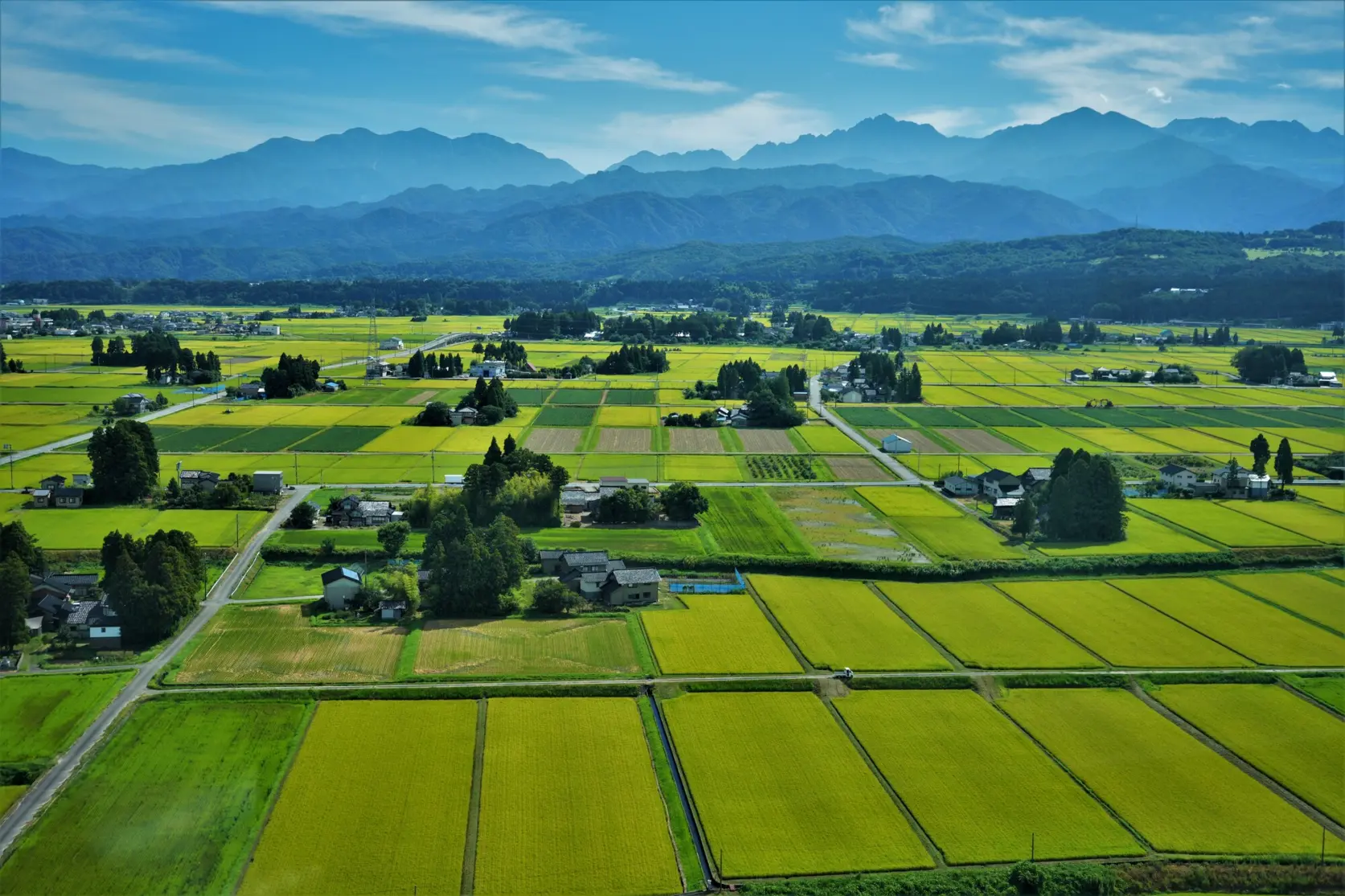 夏：緑のコントラスト