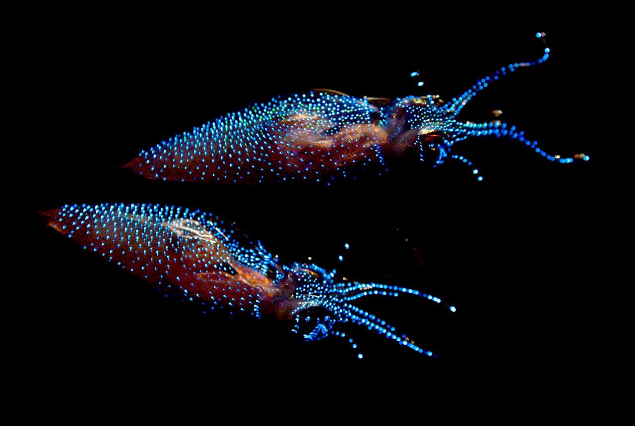 そもそもなぜ光る？ ホタルイカの神秘的な生態-0