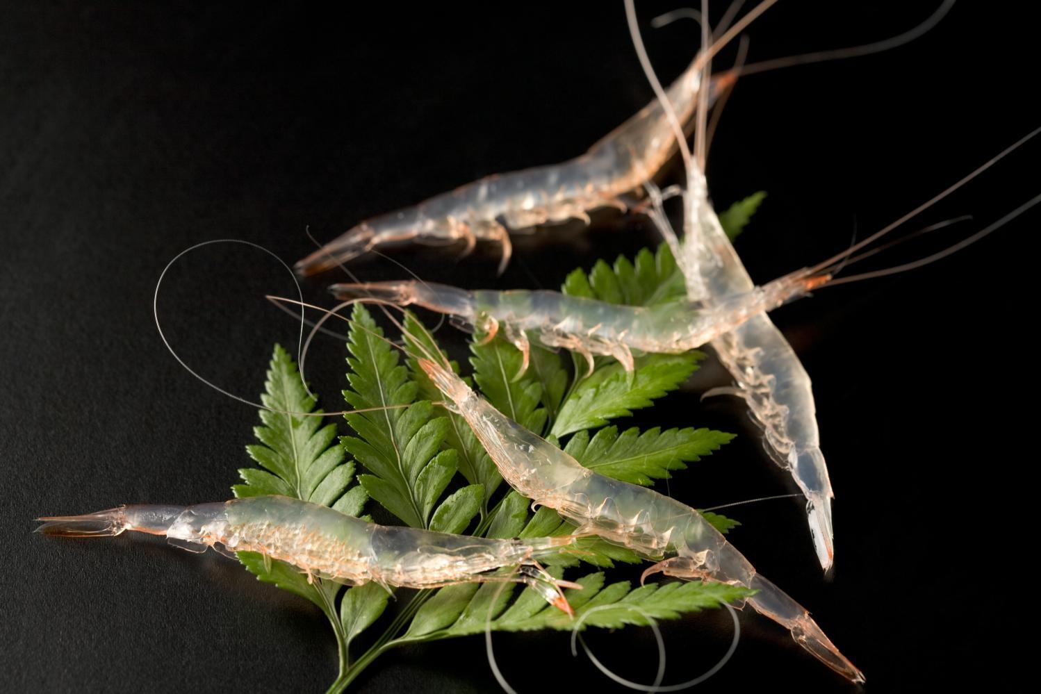 천연 양식장  도야마만에서 갓 잡은 ‘키토키토(신선한)’ 해산물!-2