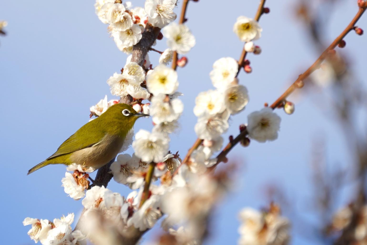 馬場記念公園（富山市）-1