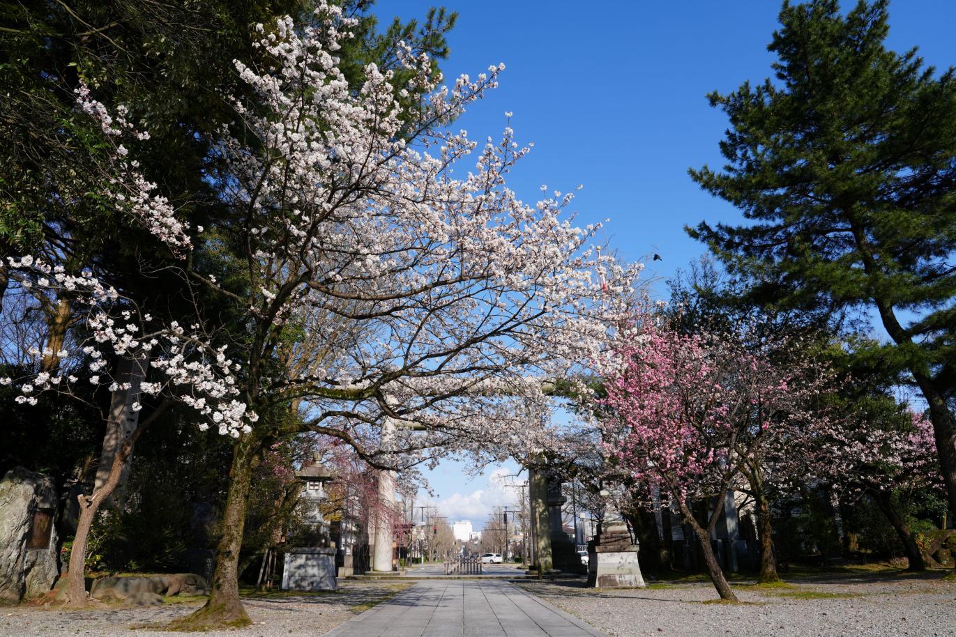 護国神社（富山市）-0