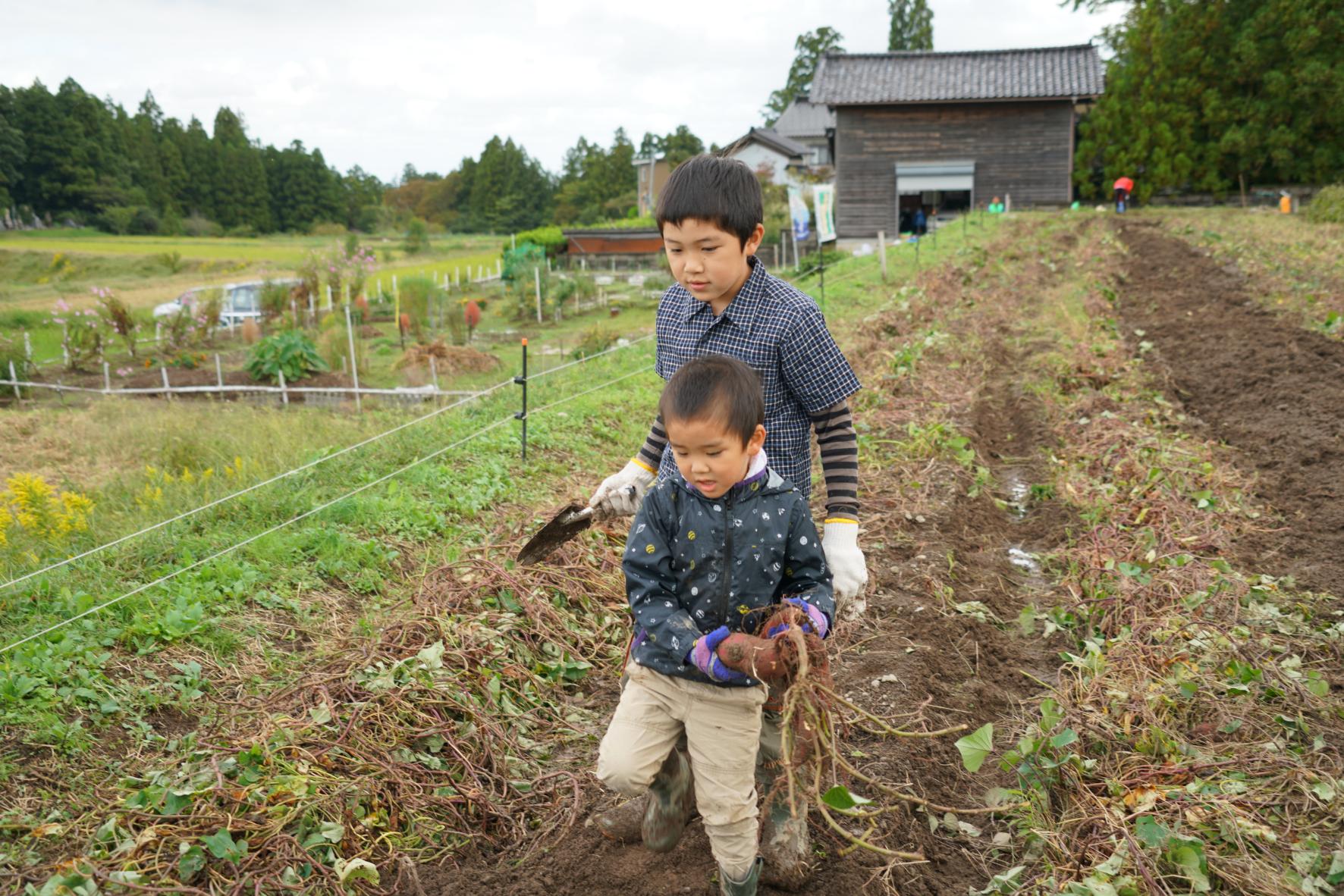 ③【2026年10月18日(日)開催予定】ねっとり極甘！志観寺のサツマイモを掘って食べよう-3