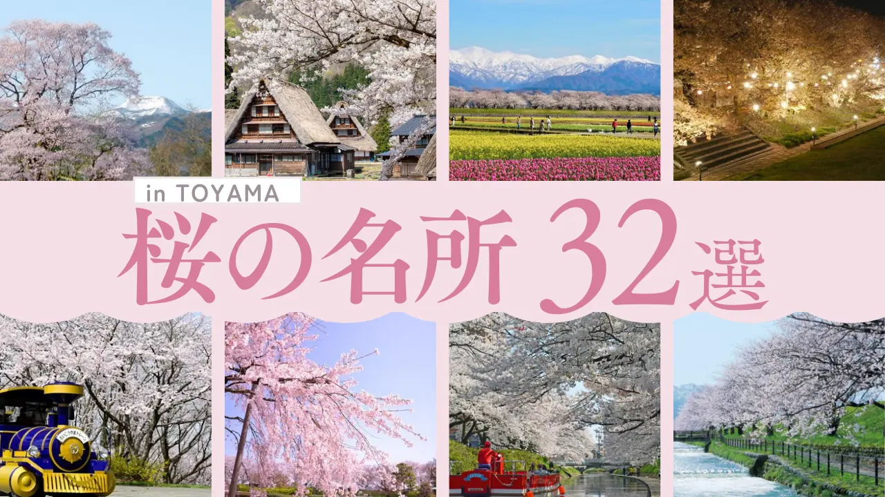 ■お花見（桜）情報-0