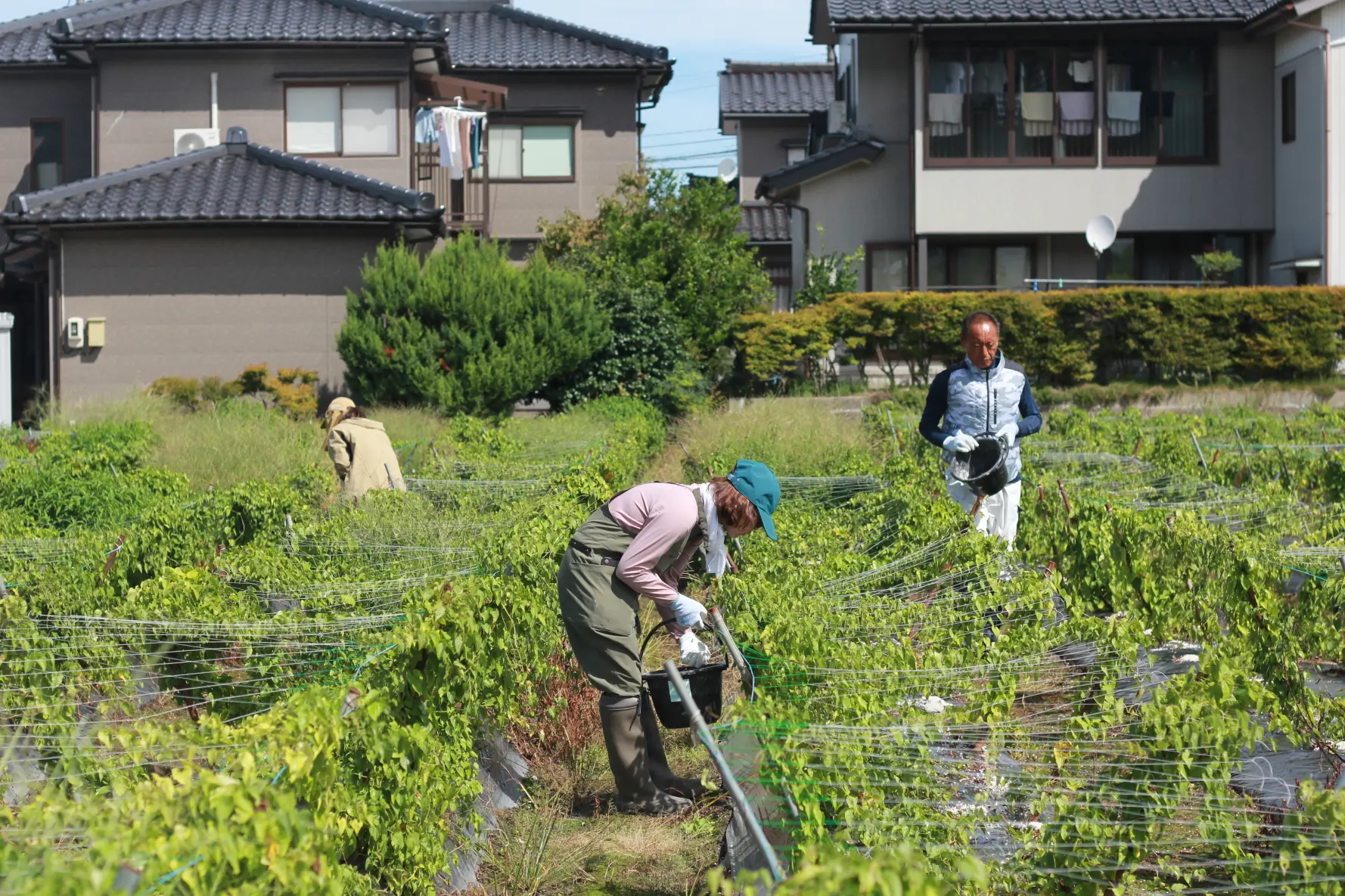 参加者・農家さんの声-0
