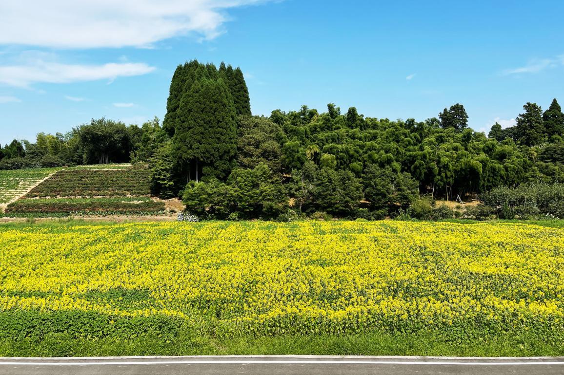 巨大なひまわり迷路が特徴｜富山県立大学（射水市）-0