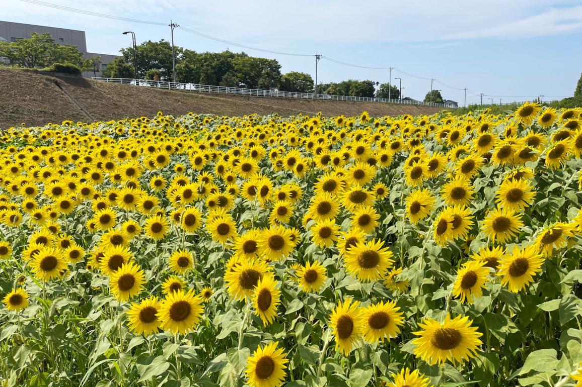 巨大なひまわり迷路が特徴｜富山県立大学（射水市）-1
