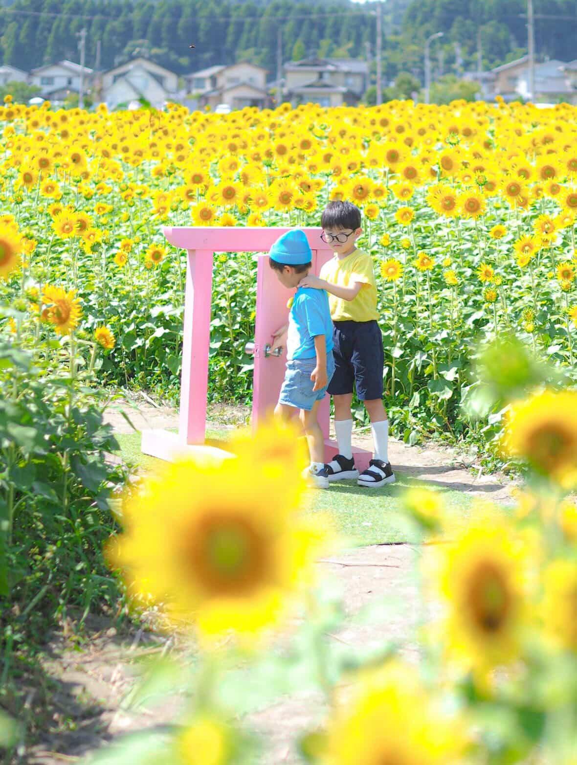 富山県内最大級！100万本のひまわり｜スローライフファーム（富山市）-1
