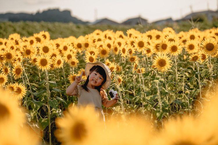 富山県内最大級！100万本のひまわり｜スローライフファーム（富山市）-2