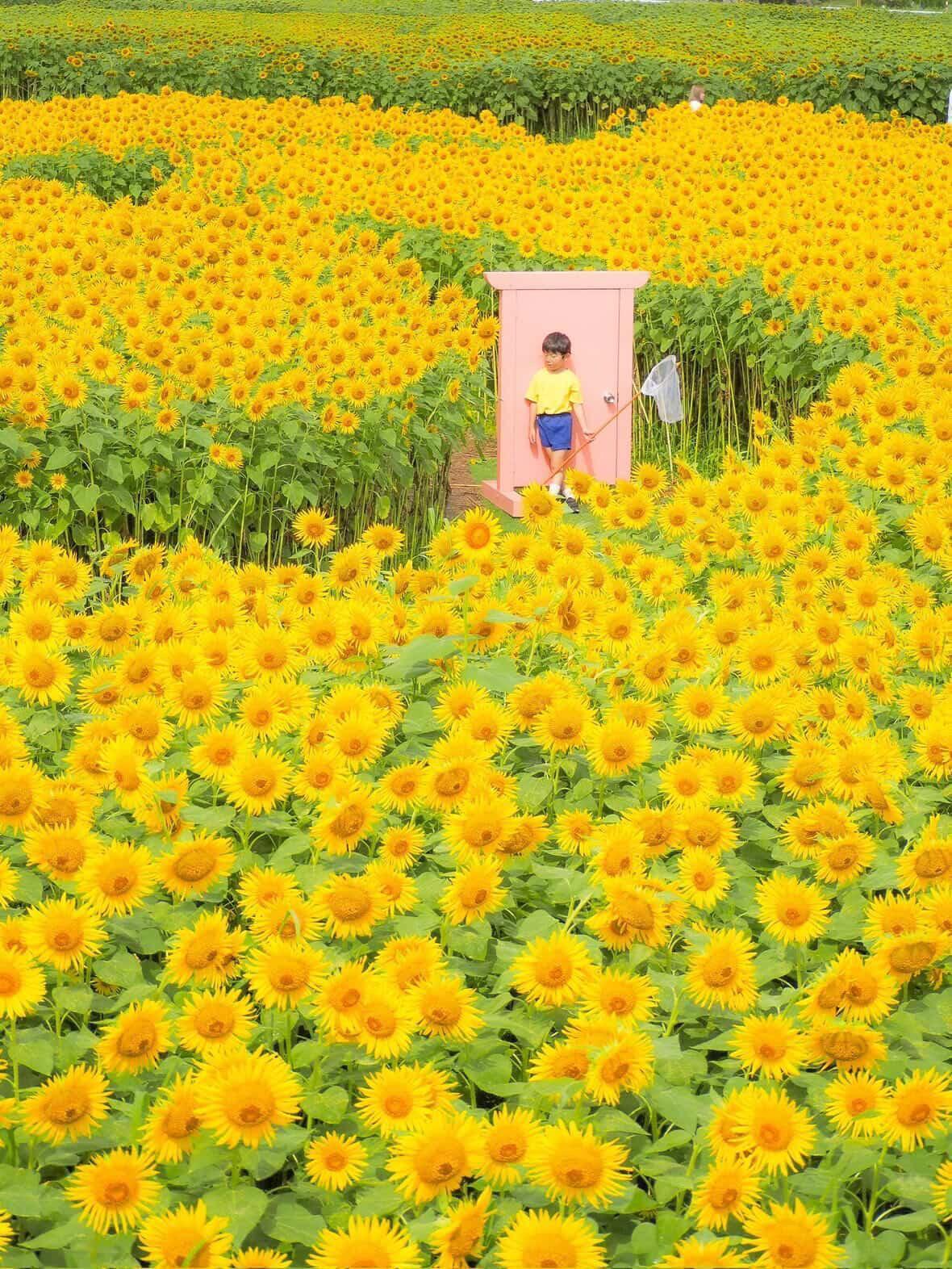 富山県内最大級！100万本のひまわり｜スローライフファーム（富山市）-0