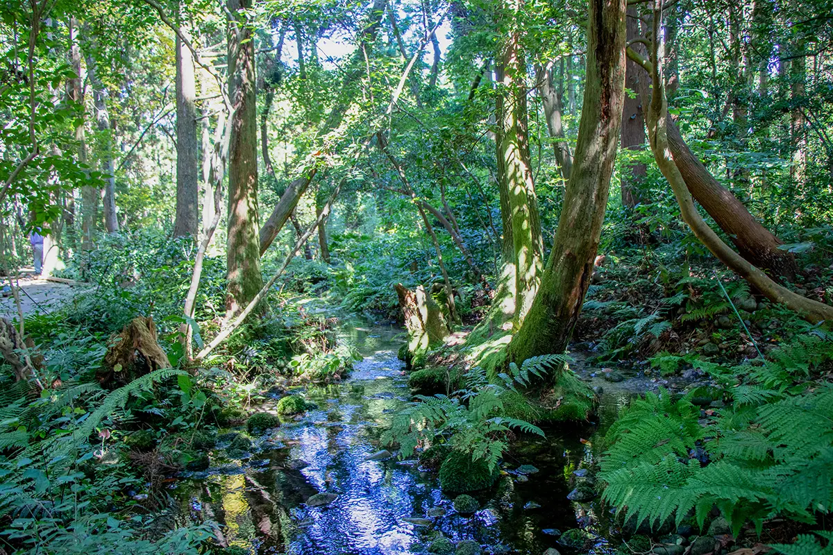 杉沢の沢スギ-1