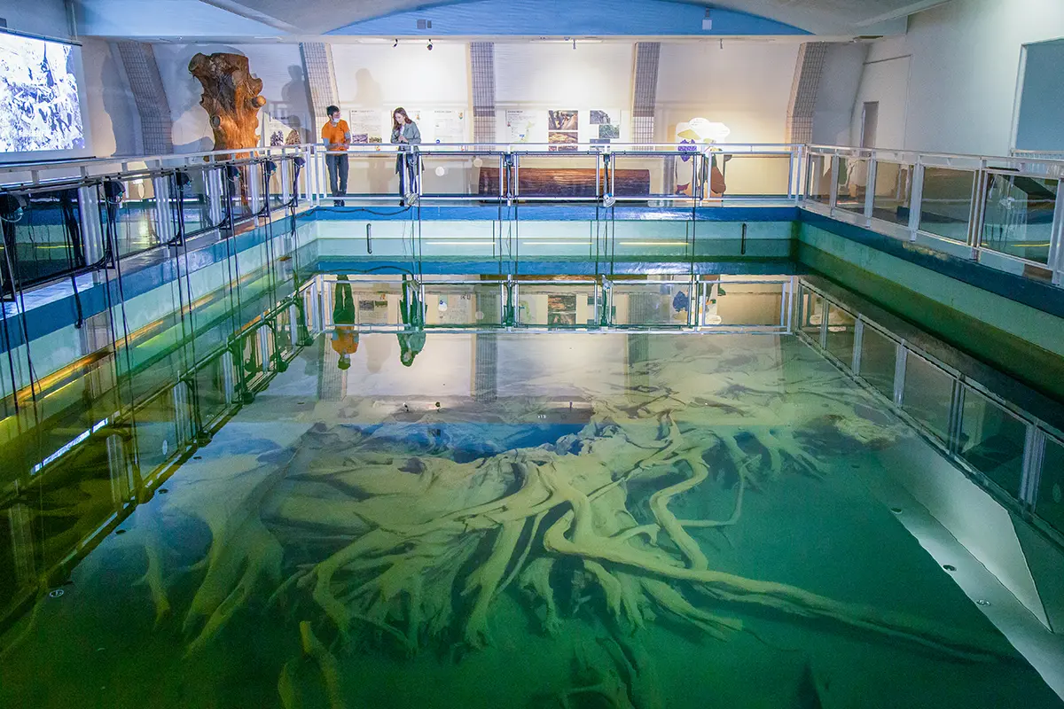 魚津埋没林博物館-0