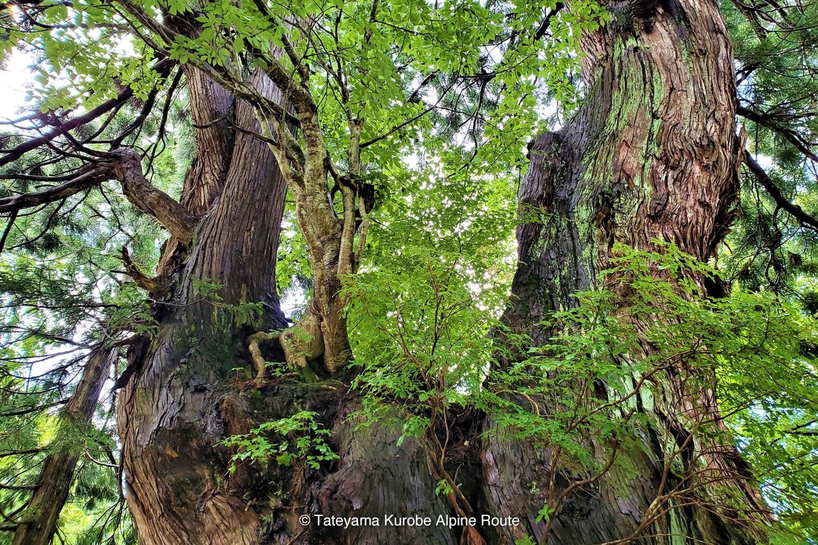 The ancient forest of Bijodaira-1