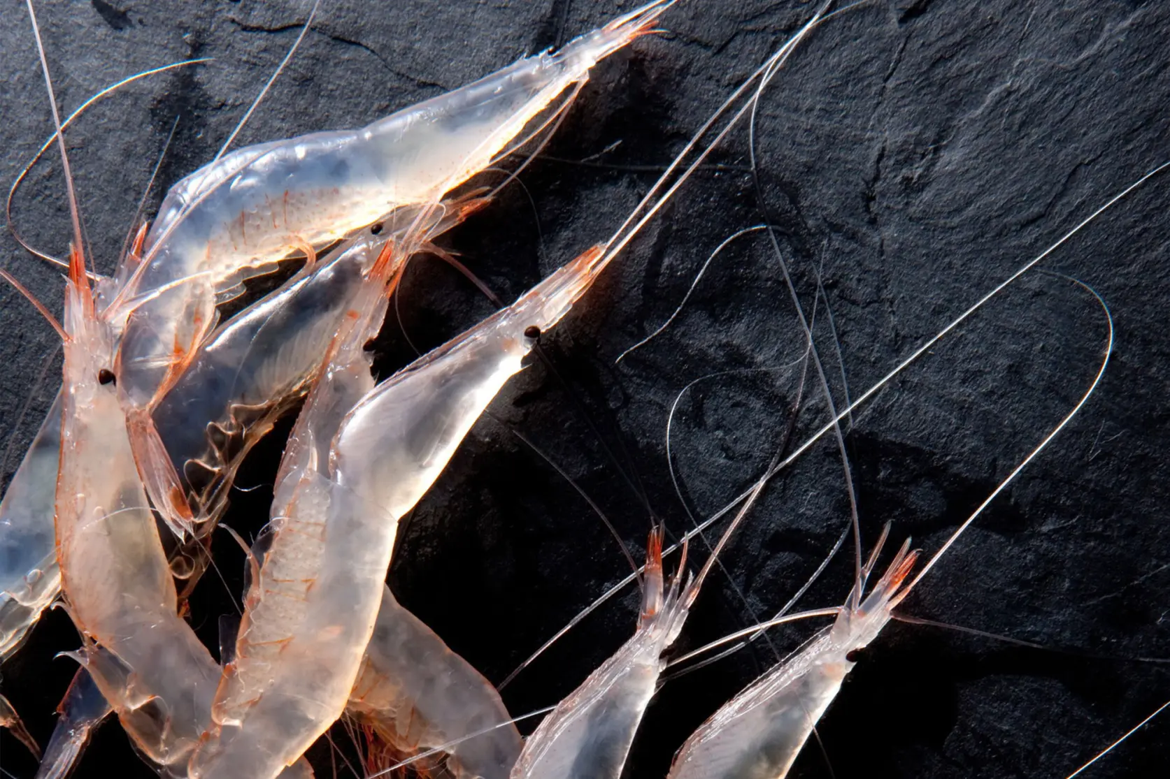 Preserving marine life through sustainable fishing-3