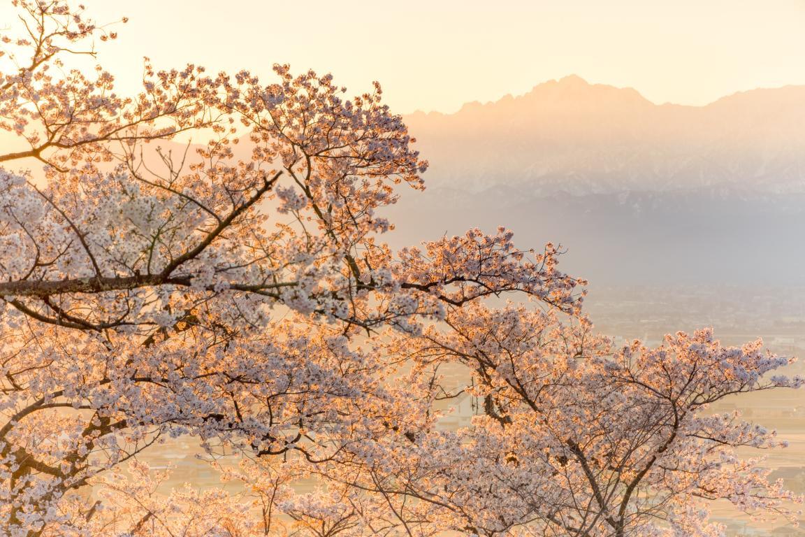 When are Toyama’s cherry blossoms in full bloom?-0