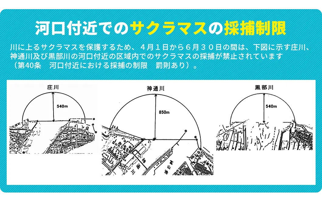 河口付近でのサクラマスの採捕制限-0