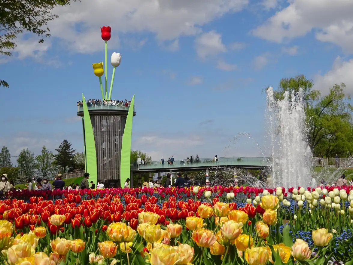 Tonami Tulip Fair (Tonami City)-1