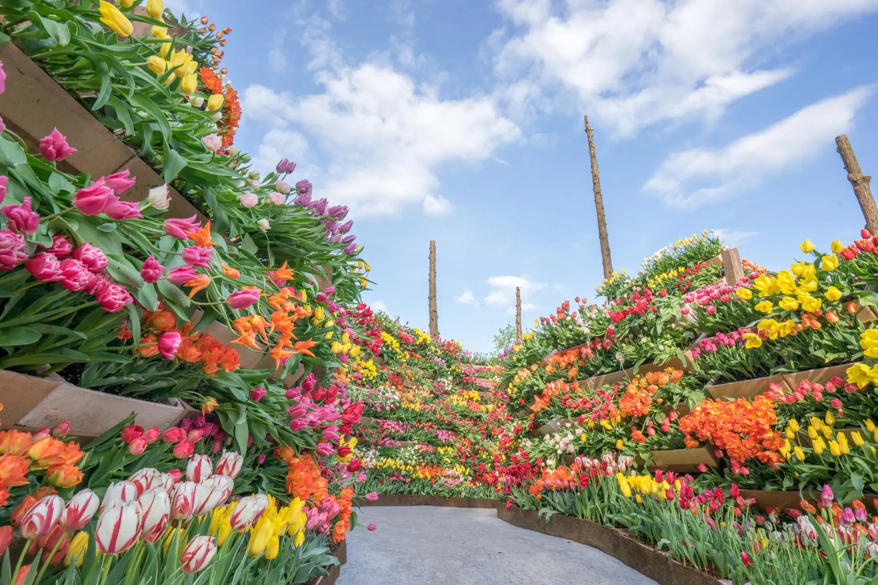 Tonami Tulip Fair (Tonami City)-0