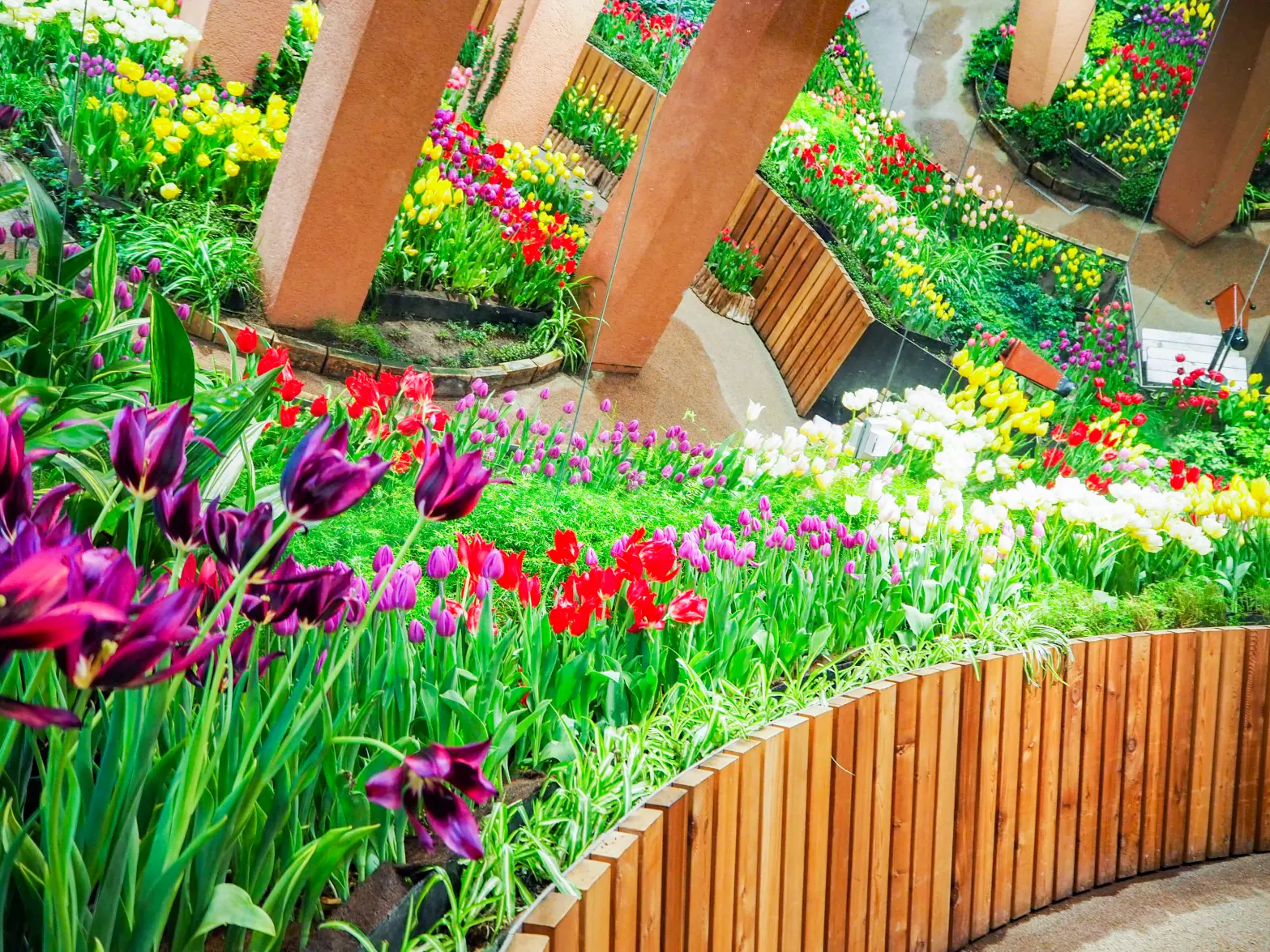 Tonami Tulip Gallery-1