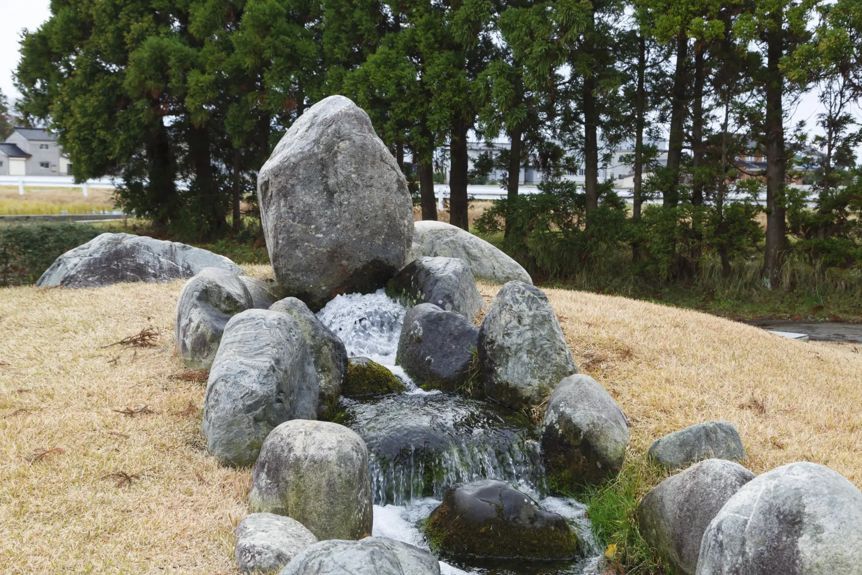 「杉沢の沢スギ」の特異性-2