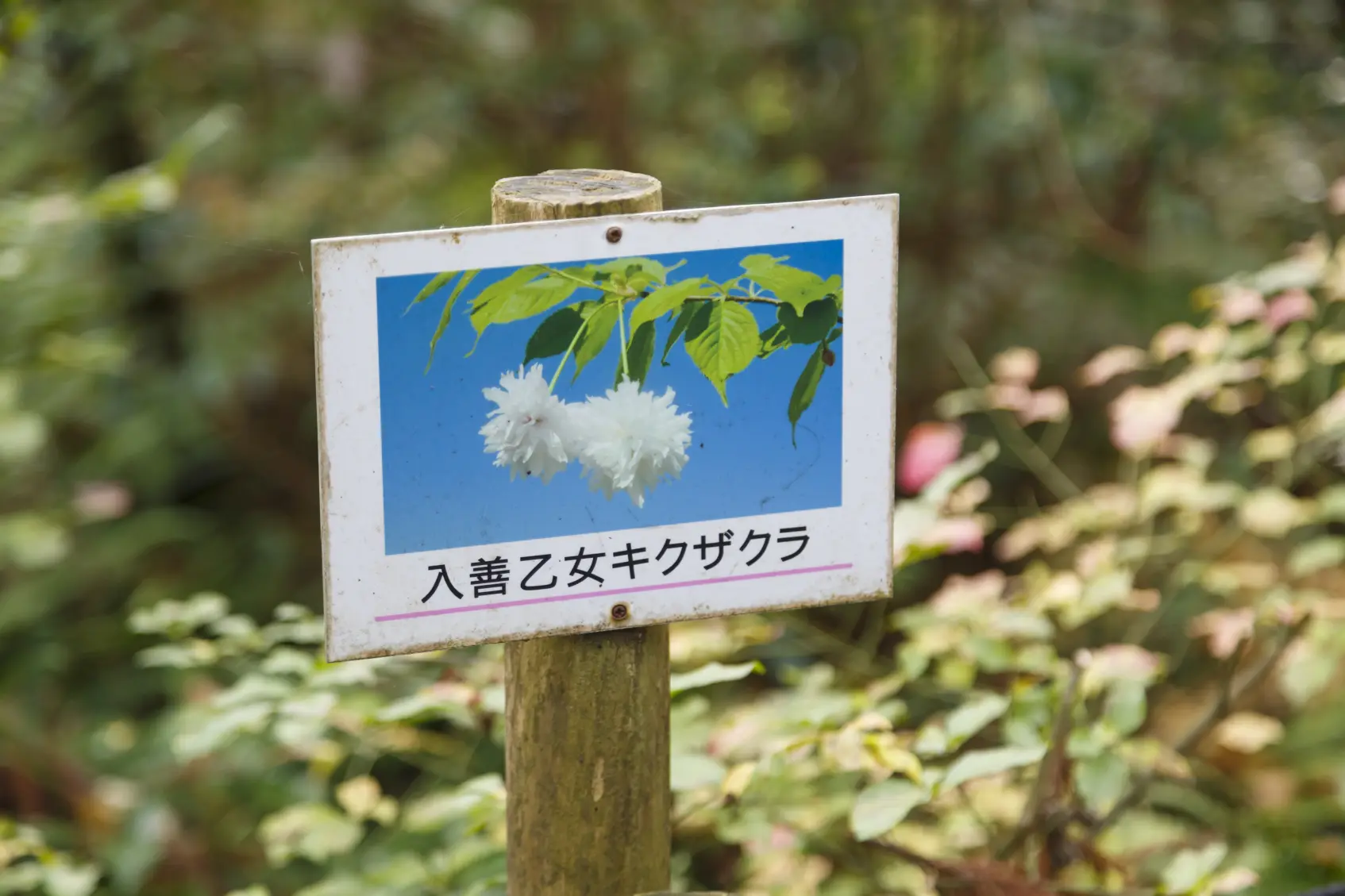 乙女が頬を染めるような「入善乙女キクザクラ」-1