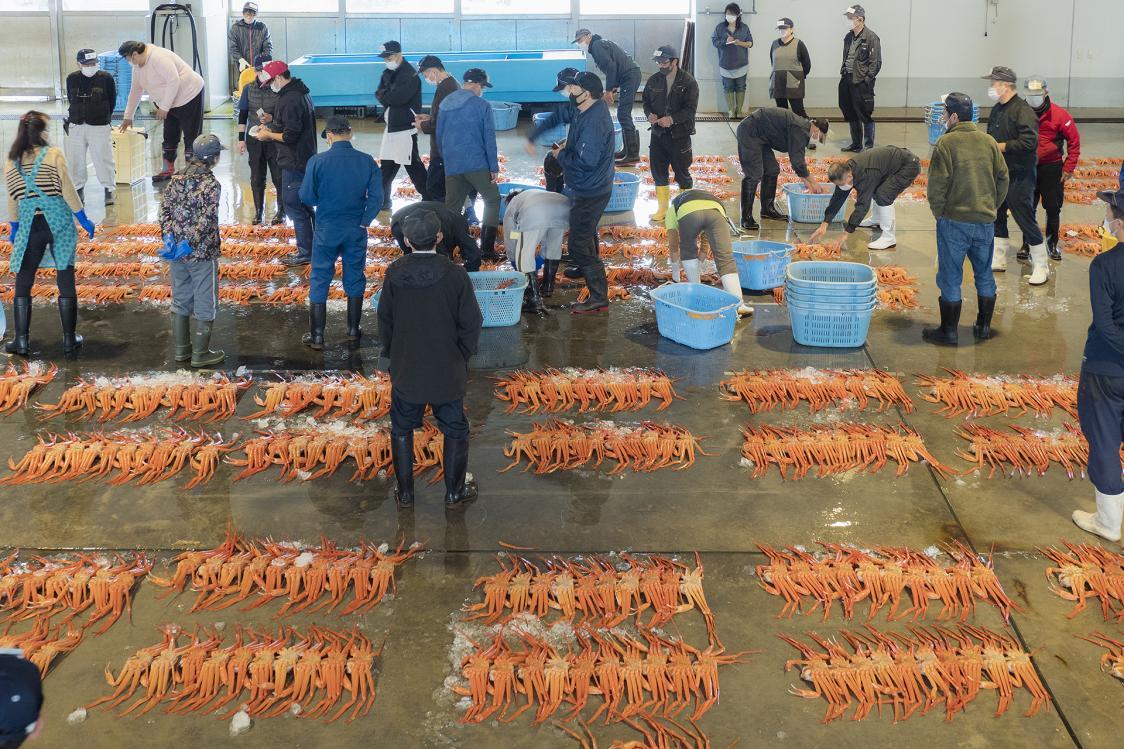 Why Toyama's Red Snow Crab is Delicious-0