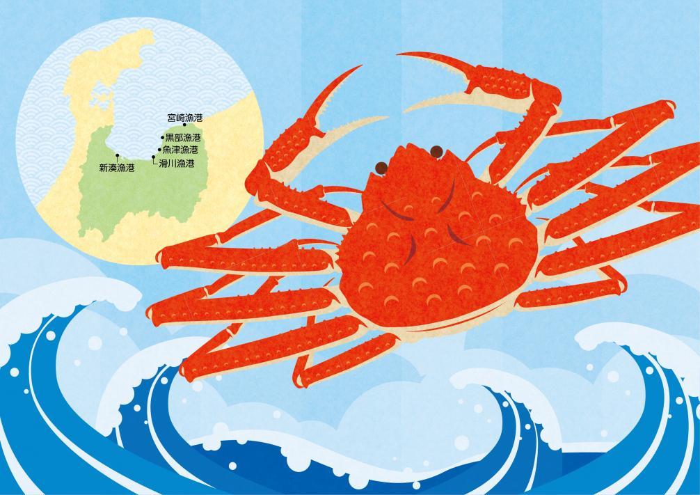Why Toyama's Red Snow Crab is Delicious-2