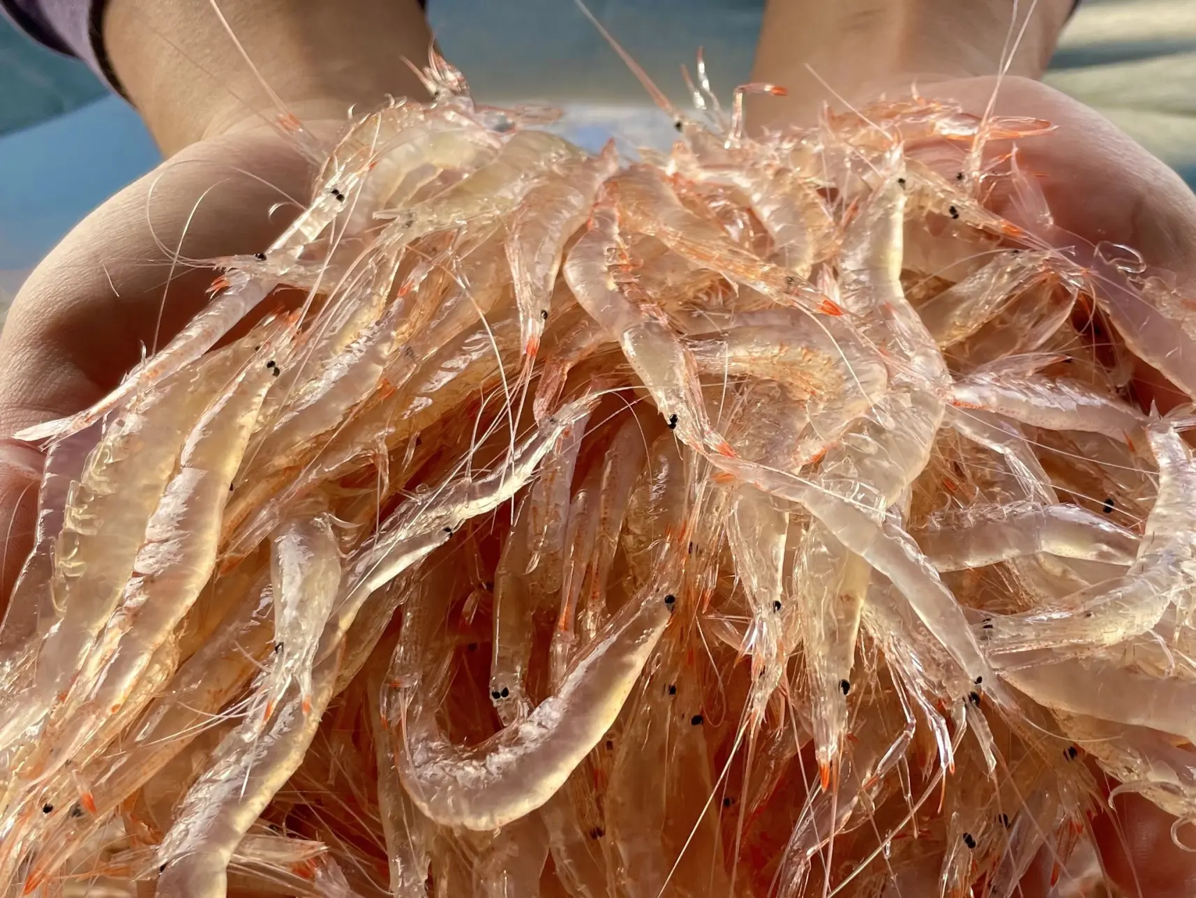 การเลี้ยงกุ้งขาว ชิโระเอบิ อย่างยั่งยืน-2