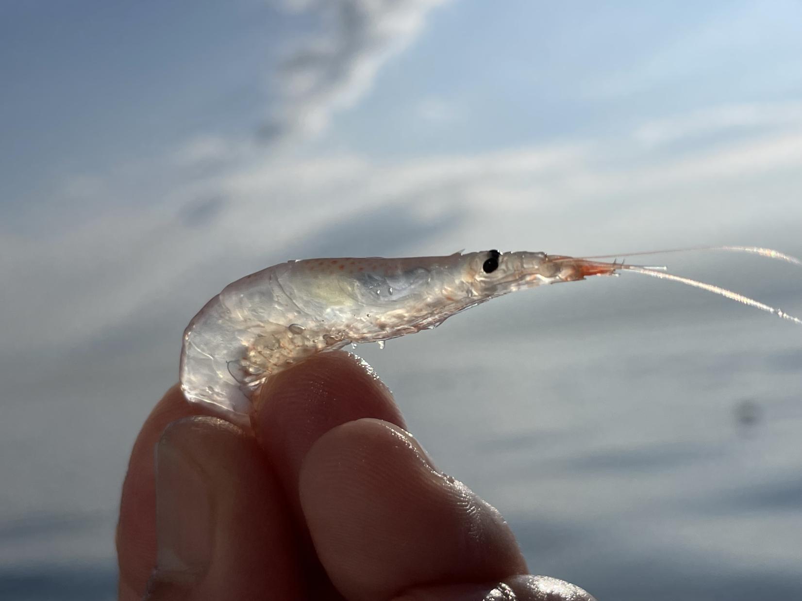 Making Glass Shrimp Fishing Sustainable-4