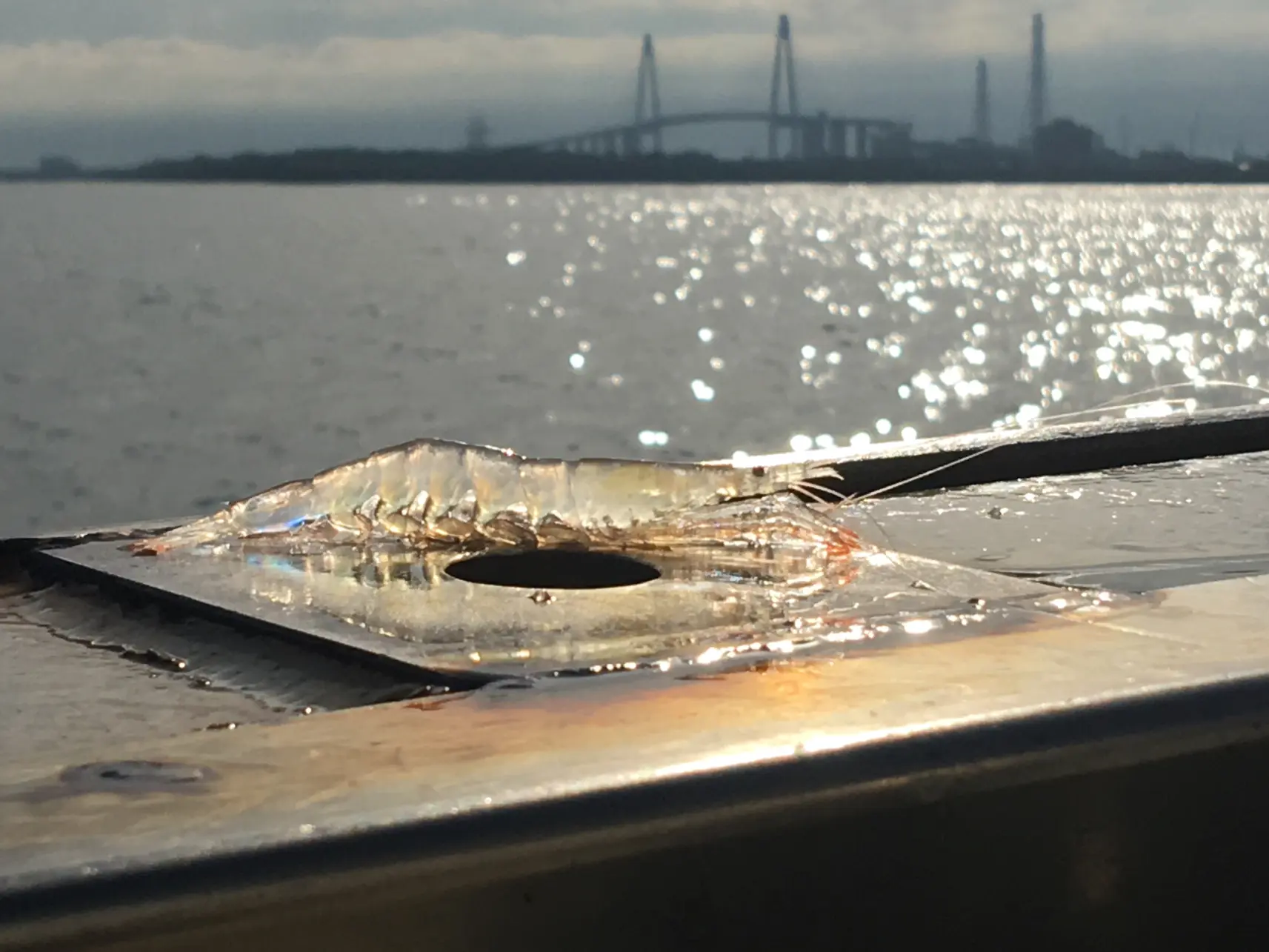การเลี้ยงกุ้งขาว ชิโระเอบิ อย่างยั่งยืน-3