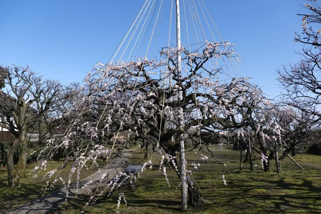 Uchiyama Residence - Toyama Prefecture Civic Center Annex (เมืองโทยามะ)-3