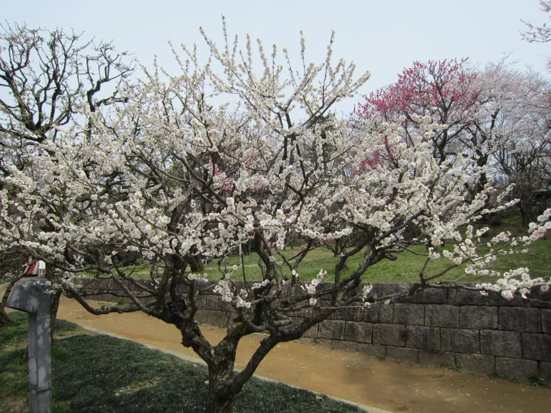 สวนสาธารณะทาคาโอกะโคโจ (เมืองทาคาโอกะ)-0