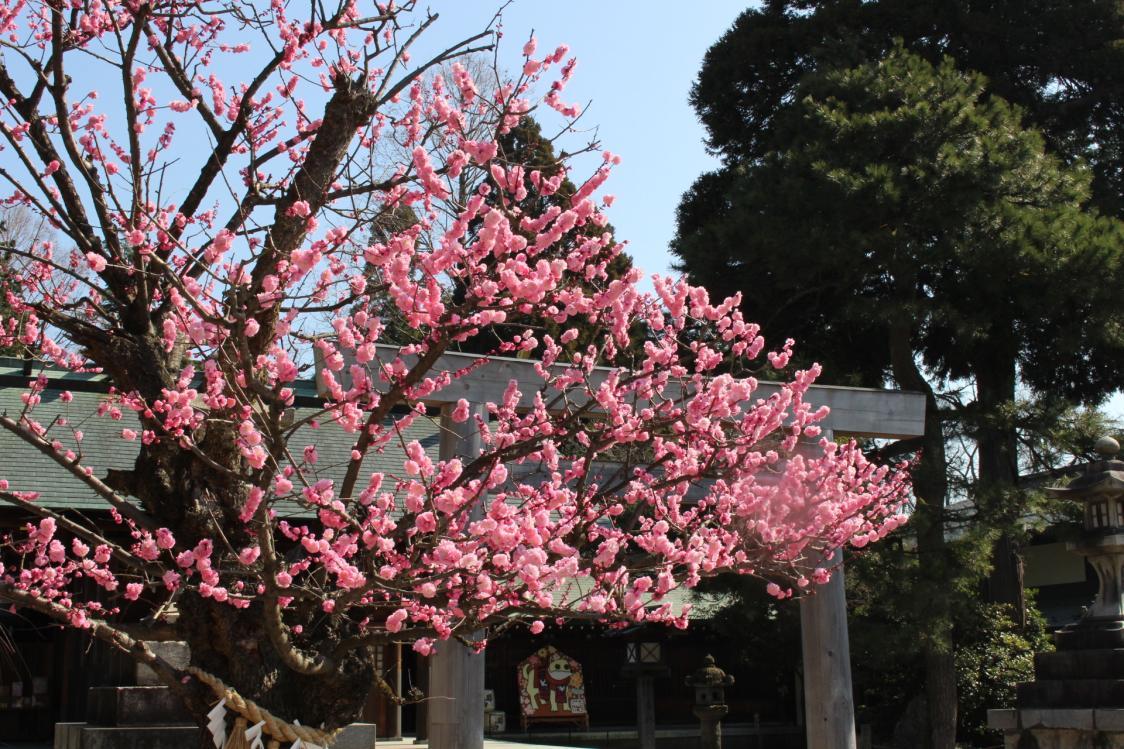 ศาลเจ้าอิมิซุ (ภายในสวนสาธารณะทาคาโอกะโคโจ)-1