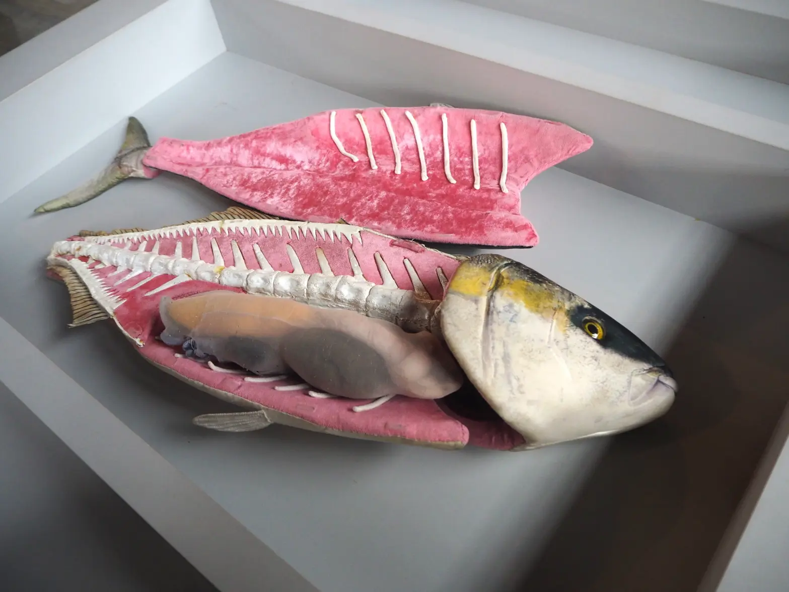 Have Fun Learning About Toyama's Popular Winter Delicacy, Himi Kanburi (Himi Winter Yellowtail)-6