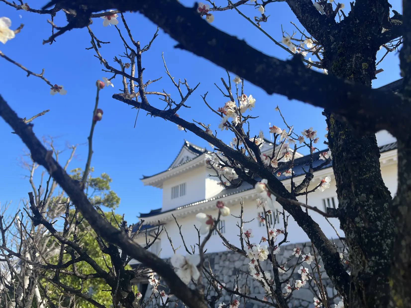 Enjoy the Contrast of Toyama Castle and the Snow-3