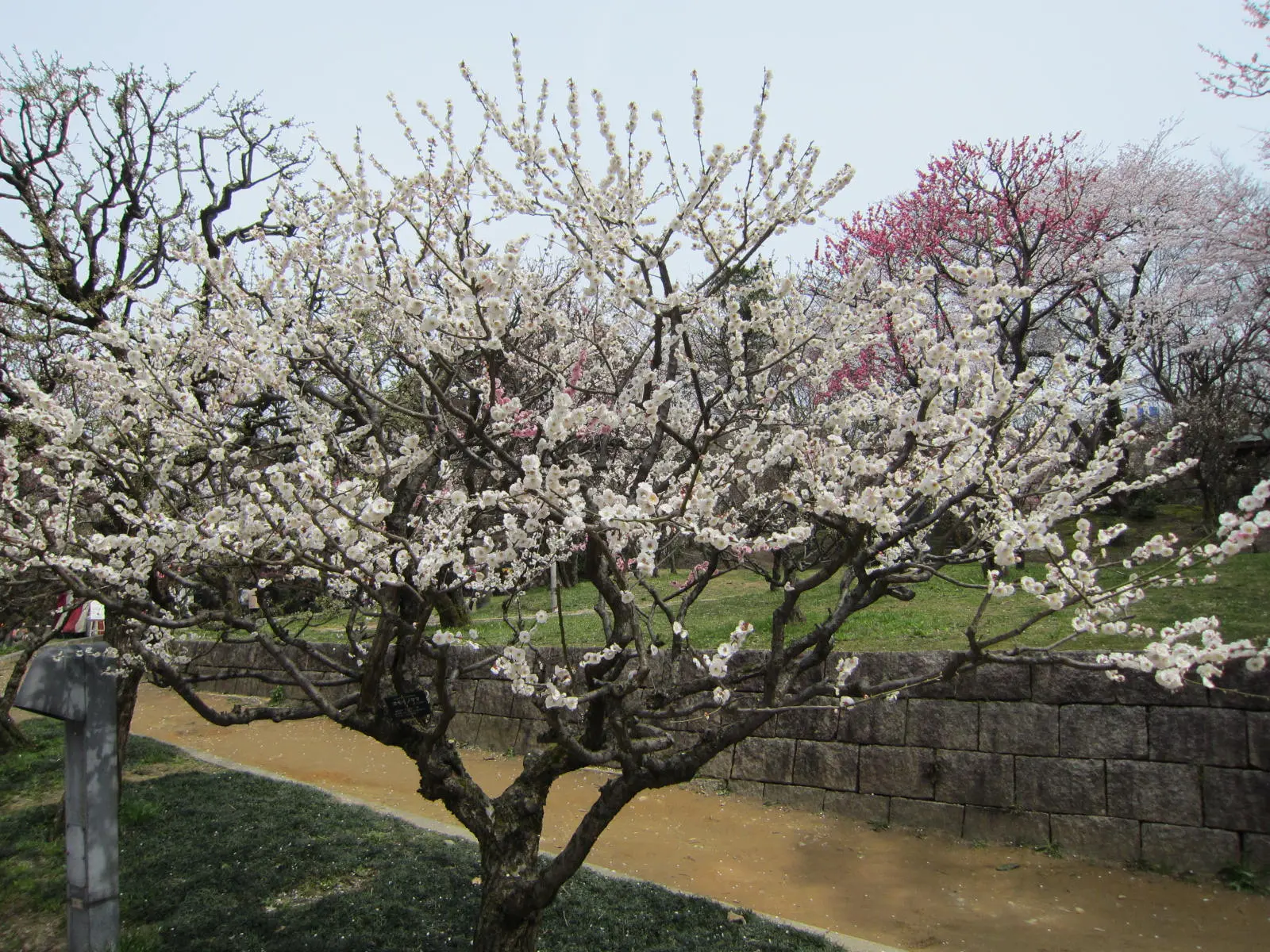 高岡古城公園（高岡市）-0