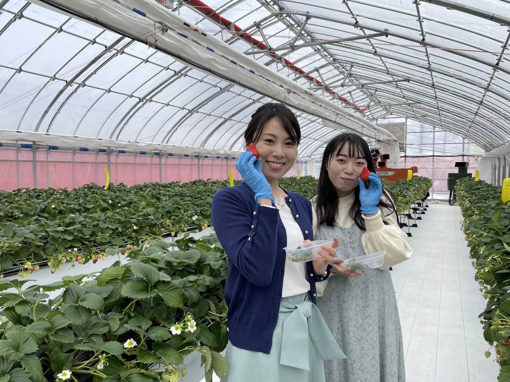 【立山町】あるぺん村観光農園いちごハウス-0