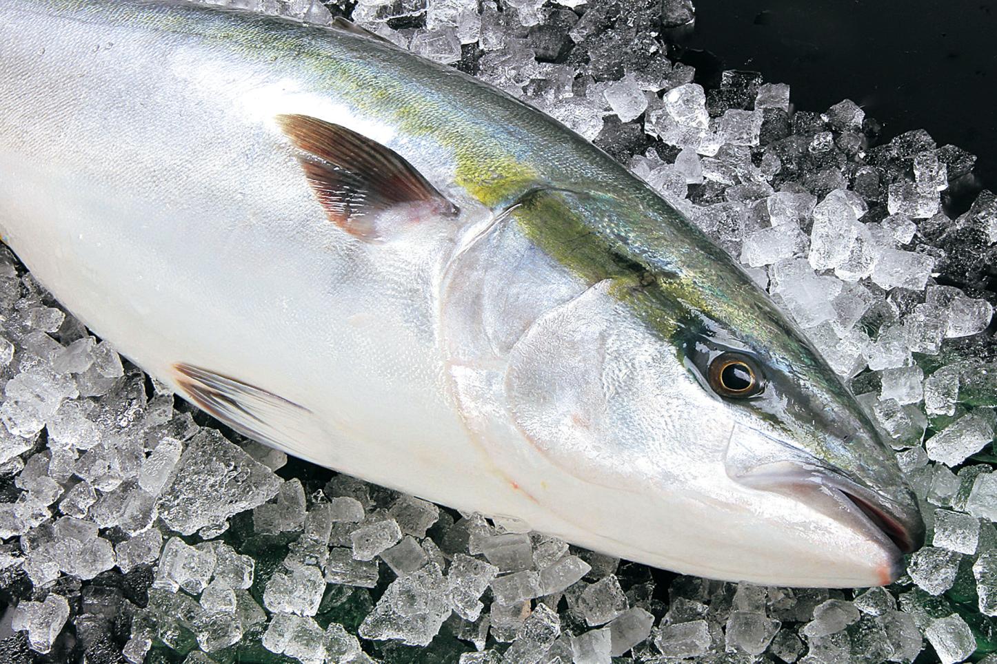 「寒ブリ」といえば氷見!氷見漁港に揚がるブランド魚「ひみ寒ぶり」を食べに行こう! | 特集 | 【公式】富山県の観光/旅行サイト「とやま観光ナビ」