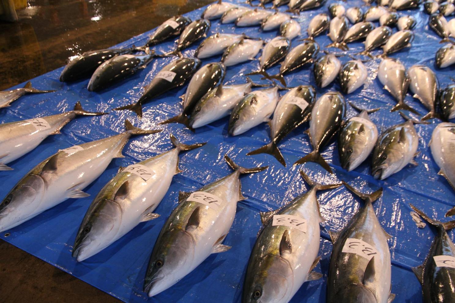 「寒ブリ」といえば氷見!氷見漁港に揚がるブランド魚「ひみ寒ぶり」を食べに行こう! | 特集 | 【公式】富山県の観光/旅行サイト「とやま観光ナビ」