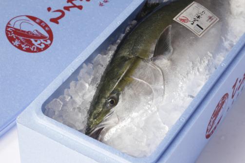 「寒ブリ」といえば氷見!氷見漁港に揚がるブランド魚「ひみ寒ぶり」を食べに行こう! | 特集 | 【公式】富山県の観光/旅行サイト「とやま観光ナビ」