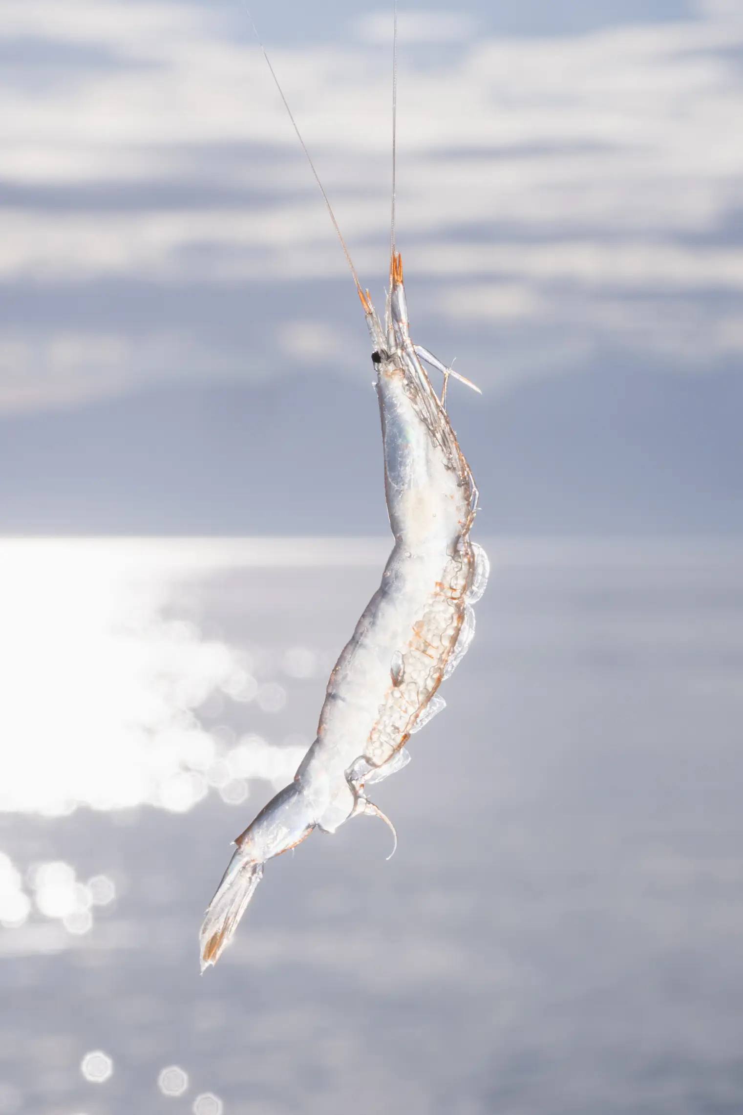 富山湾でしか獲れないからこそ、富山の風土の中で食べてほしい-0