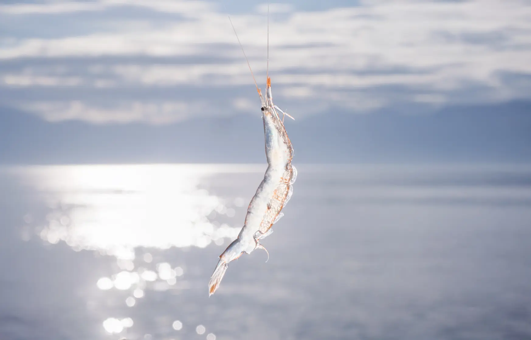 「富山湾の宝石」白えびとは？-0